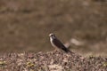 Female American kestrel bird, Falco sparverius Royalty Free Stock Photo